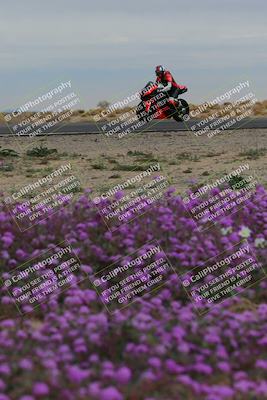 media/Jan-14-2023-SoCal Trackdays (Sat) [[497694156f]]/Turn 14 Exit Bloomig (145pm)/